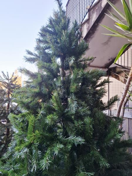 ALBERO DI NATALE CM 230