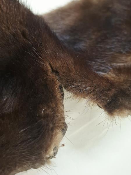 COLLO VISONE MARRONE